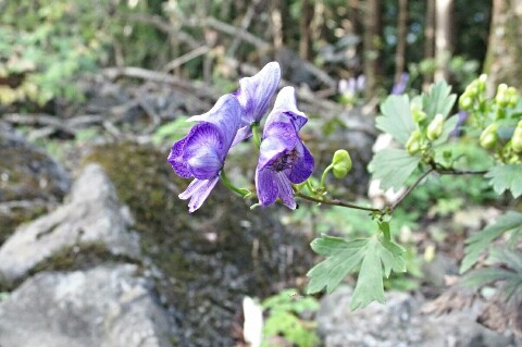 竜ヶ岳　トリカブト　花
