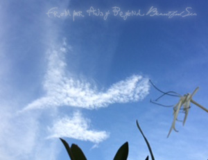 Fairy and Angel Cloud in ARUBA Photo by mimi*美海©From far Away Beyond Beautiful Sea All RightReserved.