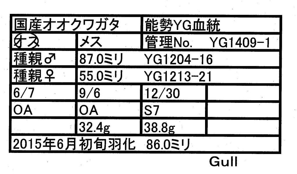 Gull-YG1409-01♂-86mm