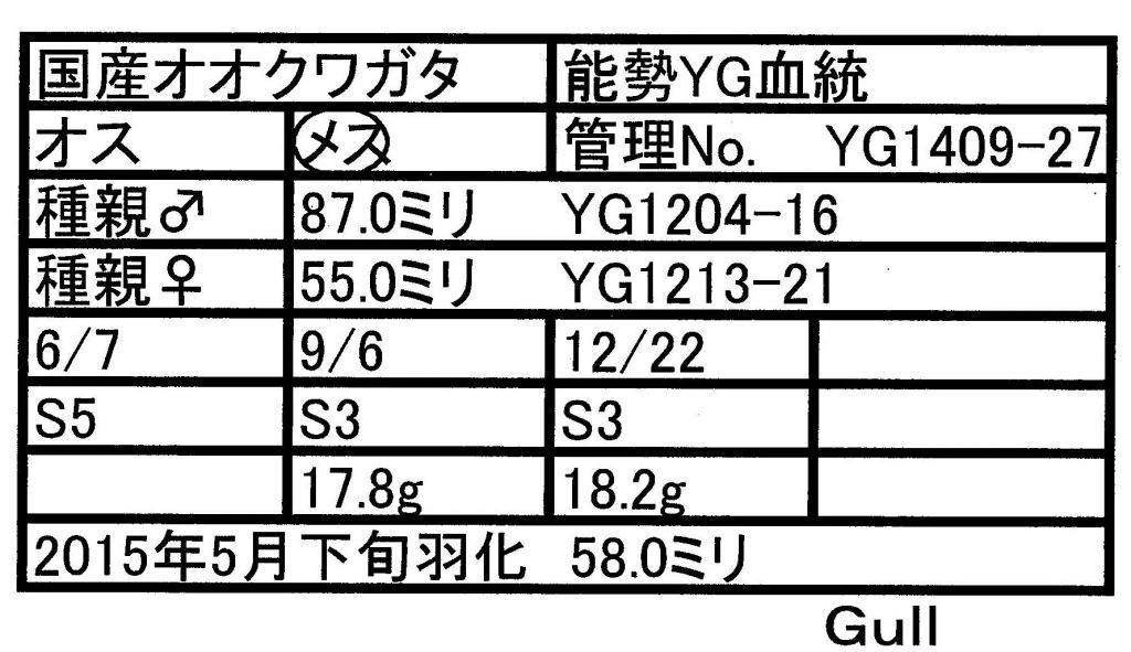 Gull-YG1409-27♀-58mm