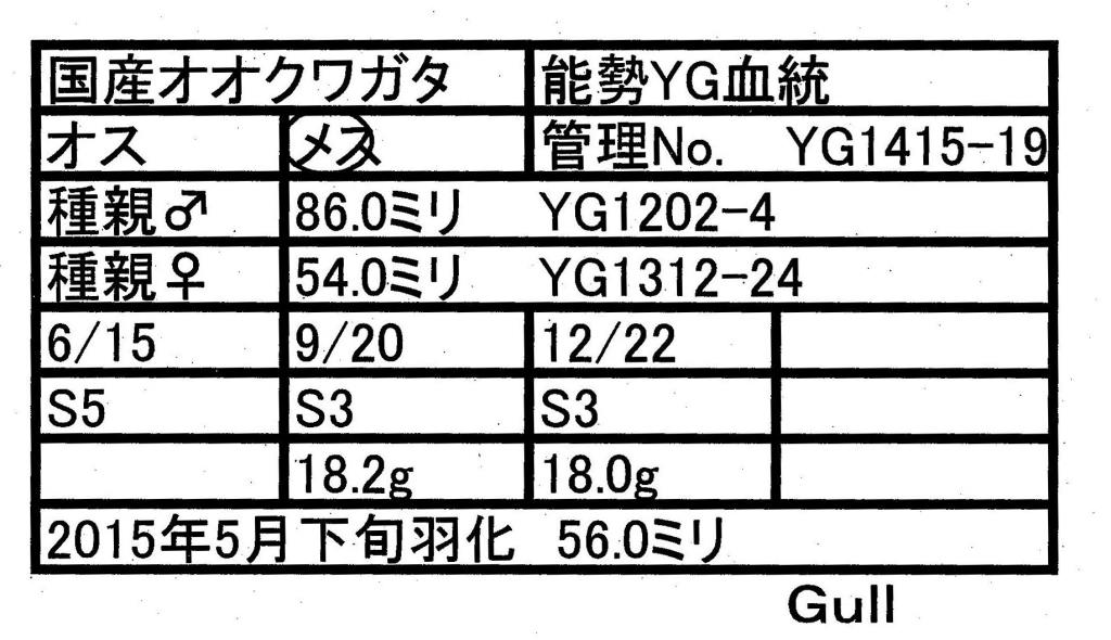Gull-YG1415-19♀-56mm