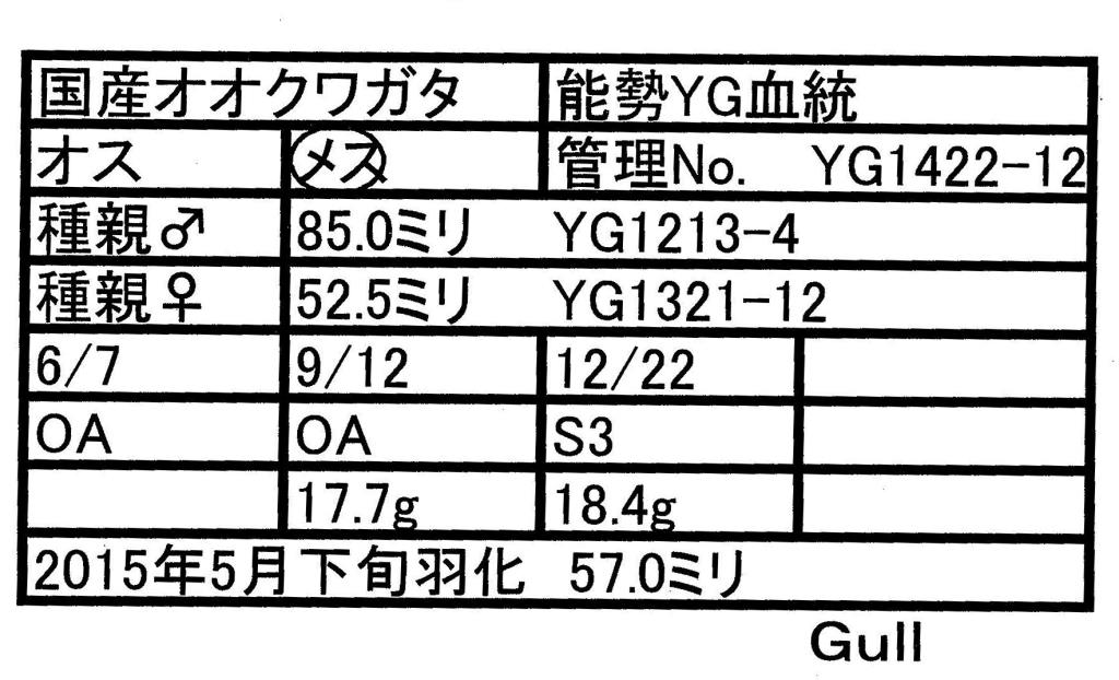Gull-YG1422-12♀-57mm