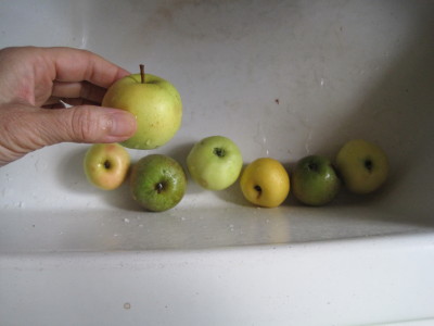 落ちたリンゴは小さいけれどこの時期ならもう食べられるくらい熟しているので コンポストに捨てるのはもったいないです。