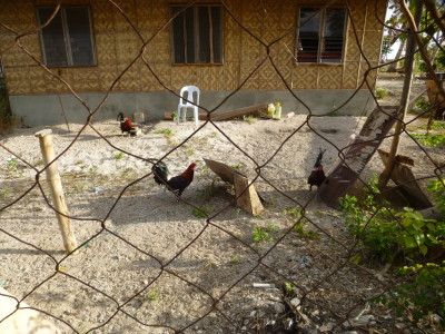 マラパスクア島にはわんこがたくさんいましたが、それに負けないくらい鶏もいました
