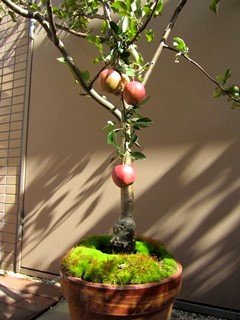 花壇のりんご
