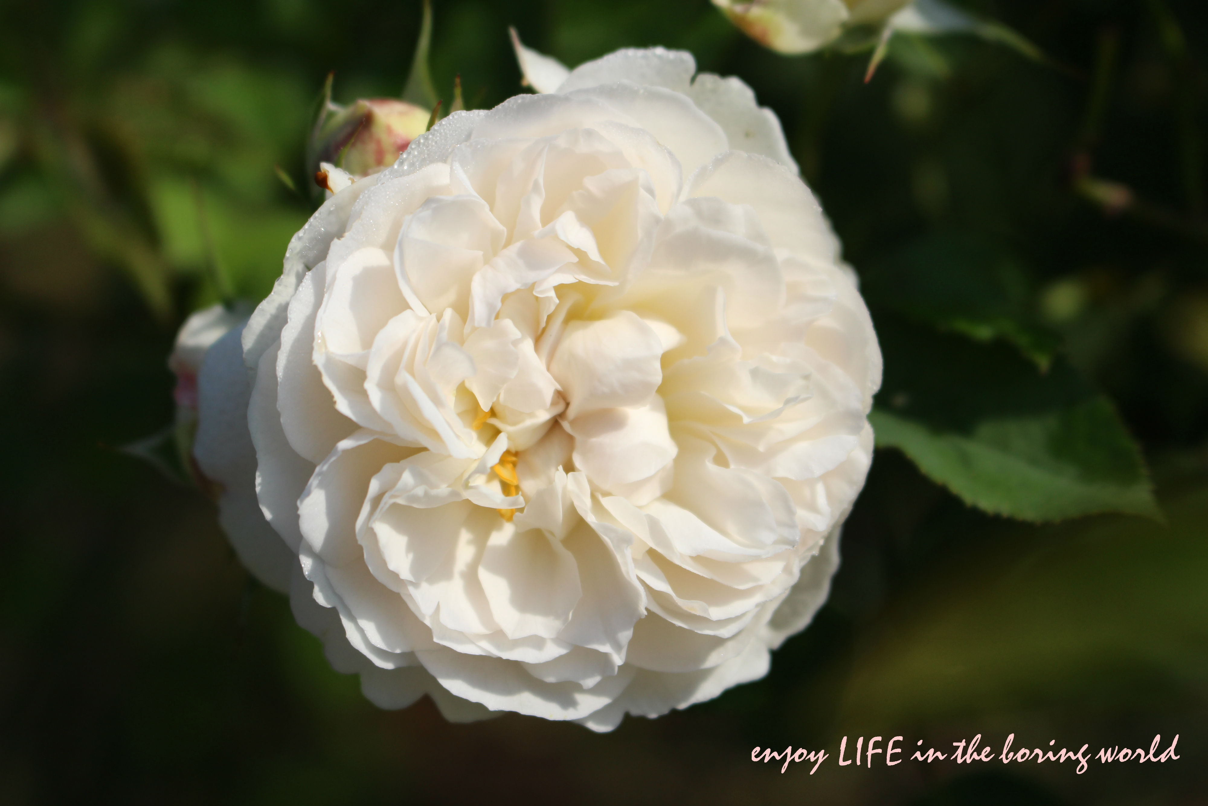イングリッシュローズの白バラ 私の庭に Enjoy Life In The Boring World
