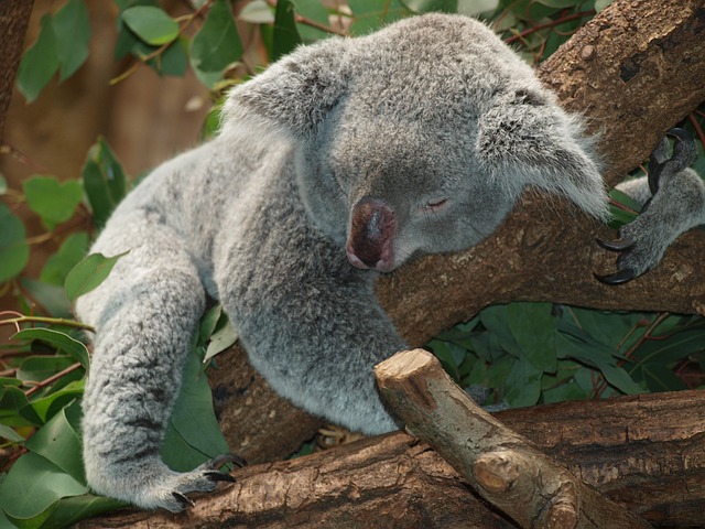 koala-bear-9960_640-1.jpg