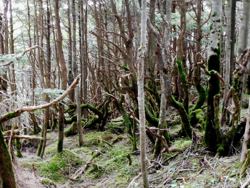 枯れ木の林