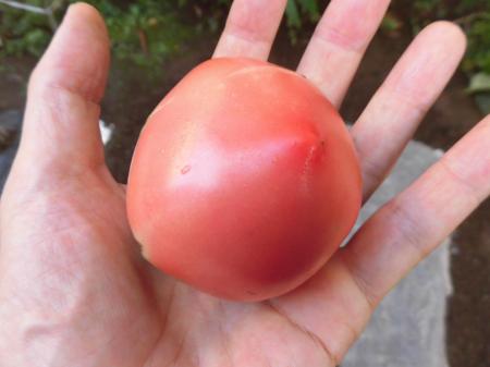トマト最後の１個